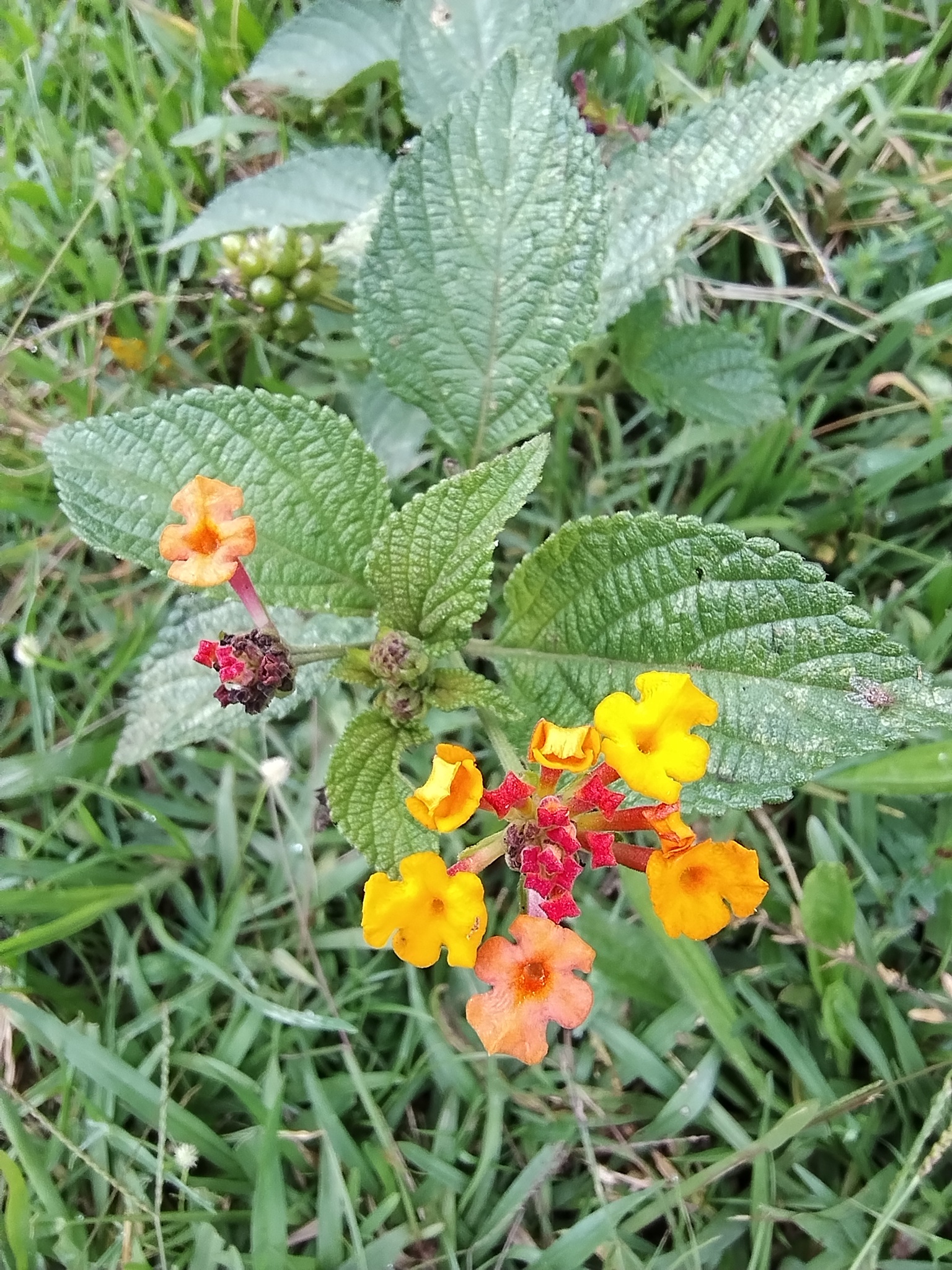 Lantana image