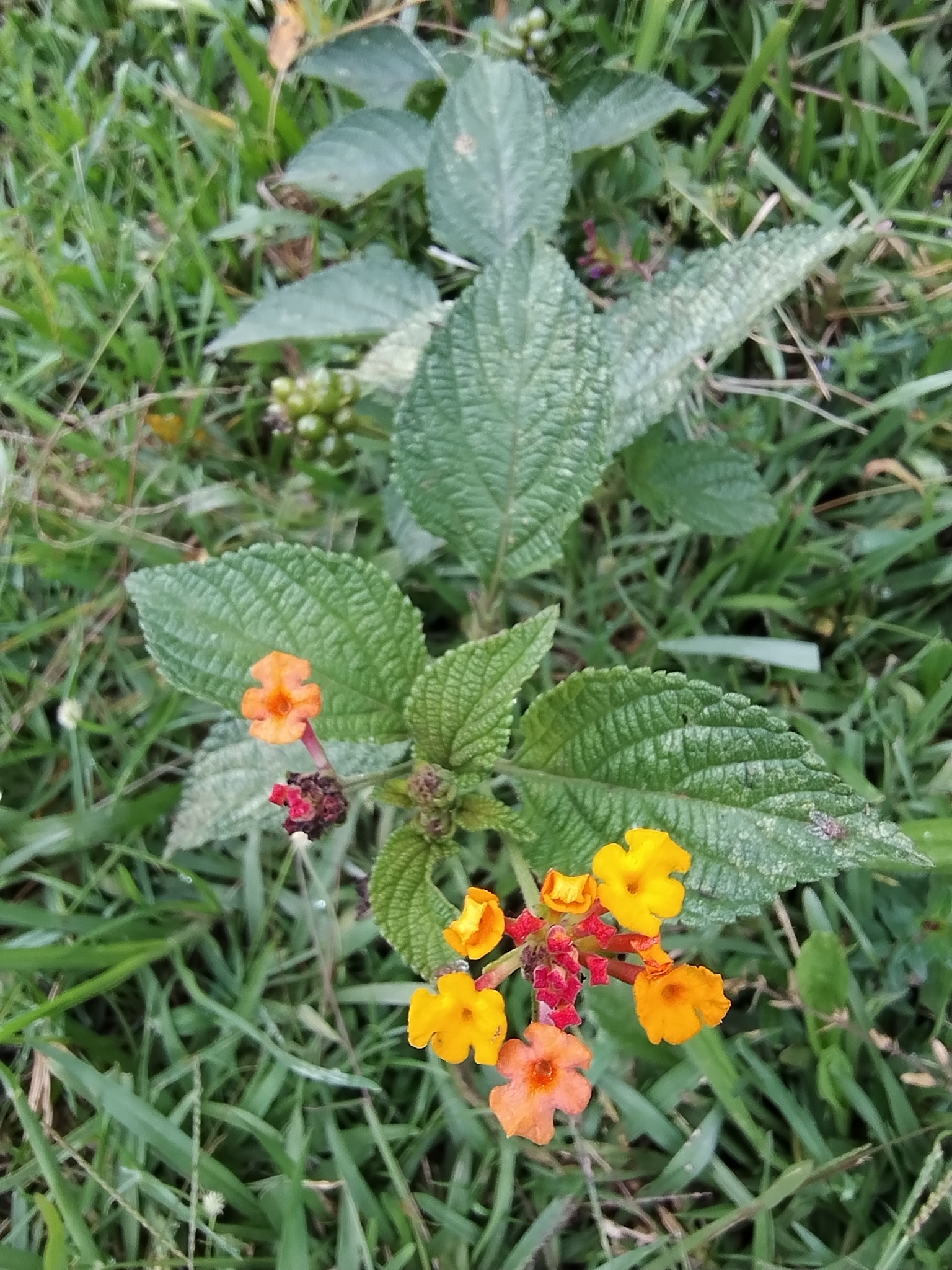 Lantana camara image