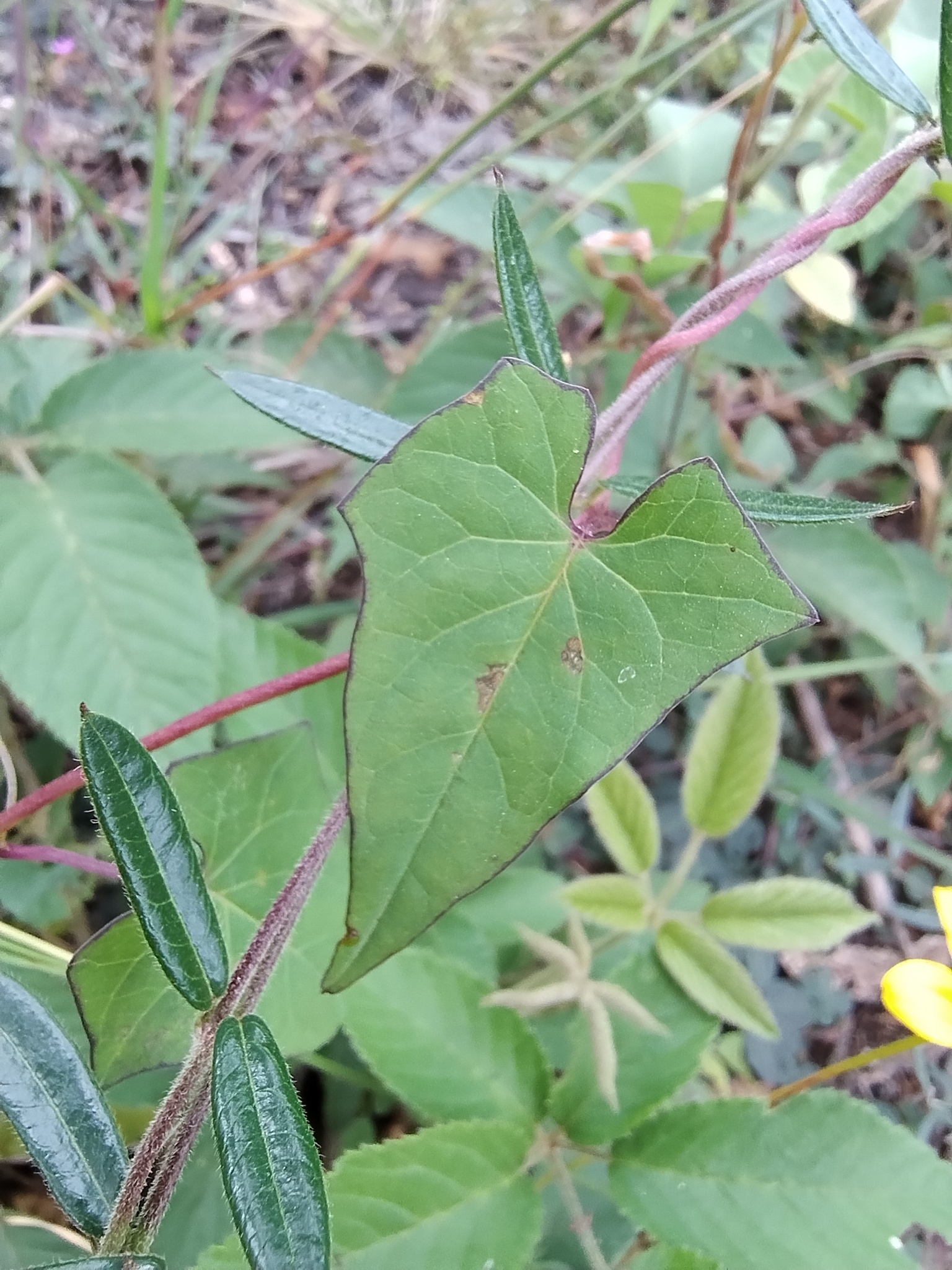 Ipomoea dumetorum image