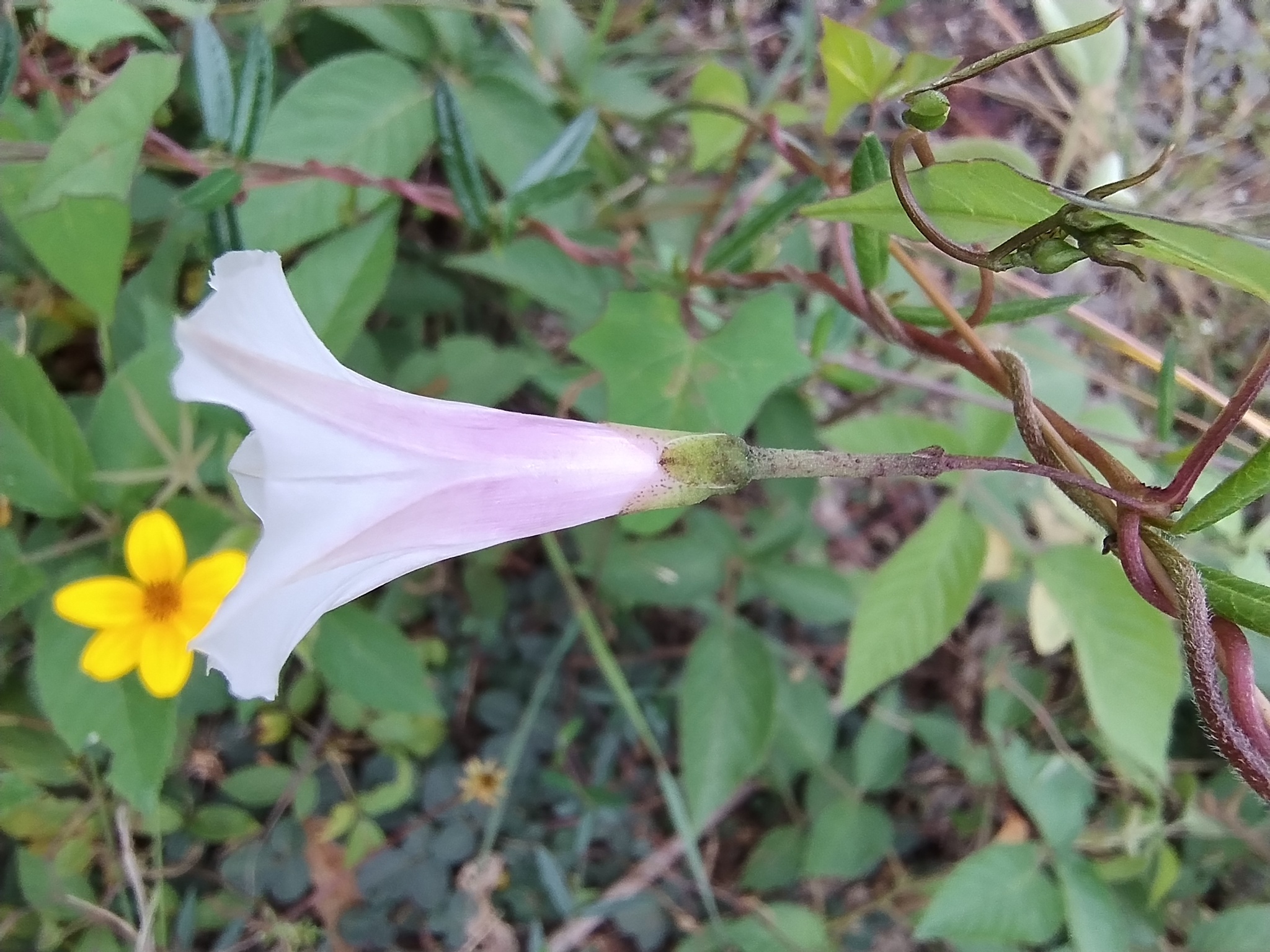 Ipomoea dumetorum image