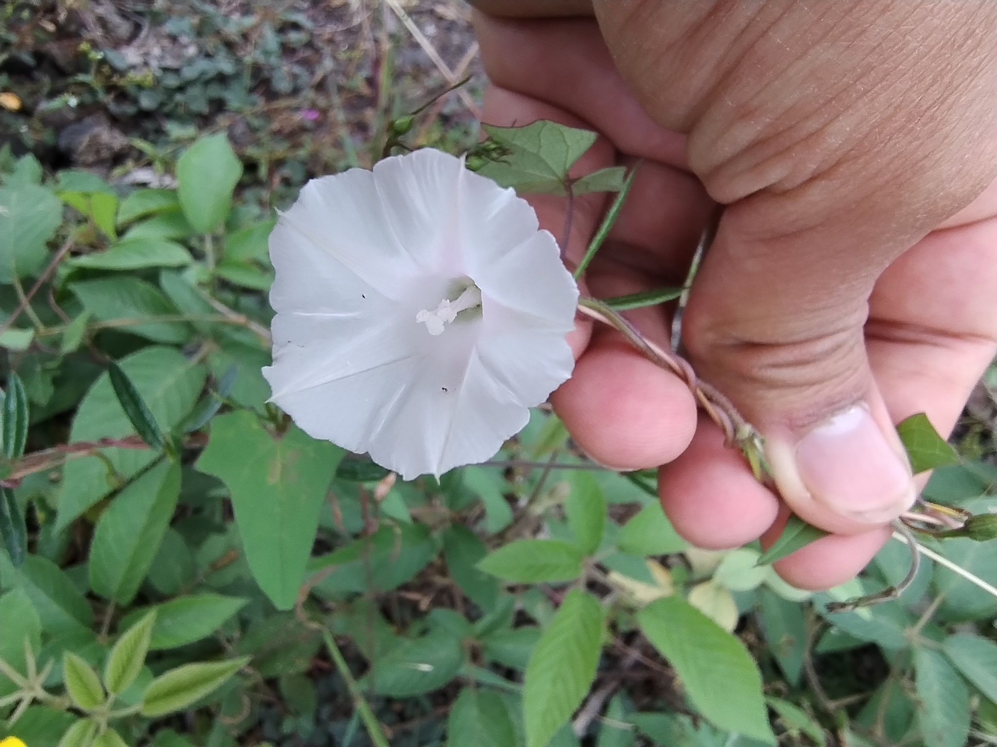 Ipomoea dumetorum image