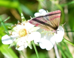 Phytometra viridaria