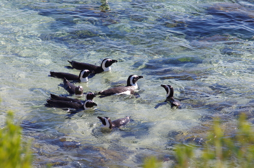 African Penguin