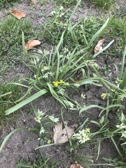 Gagea lutea