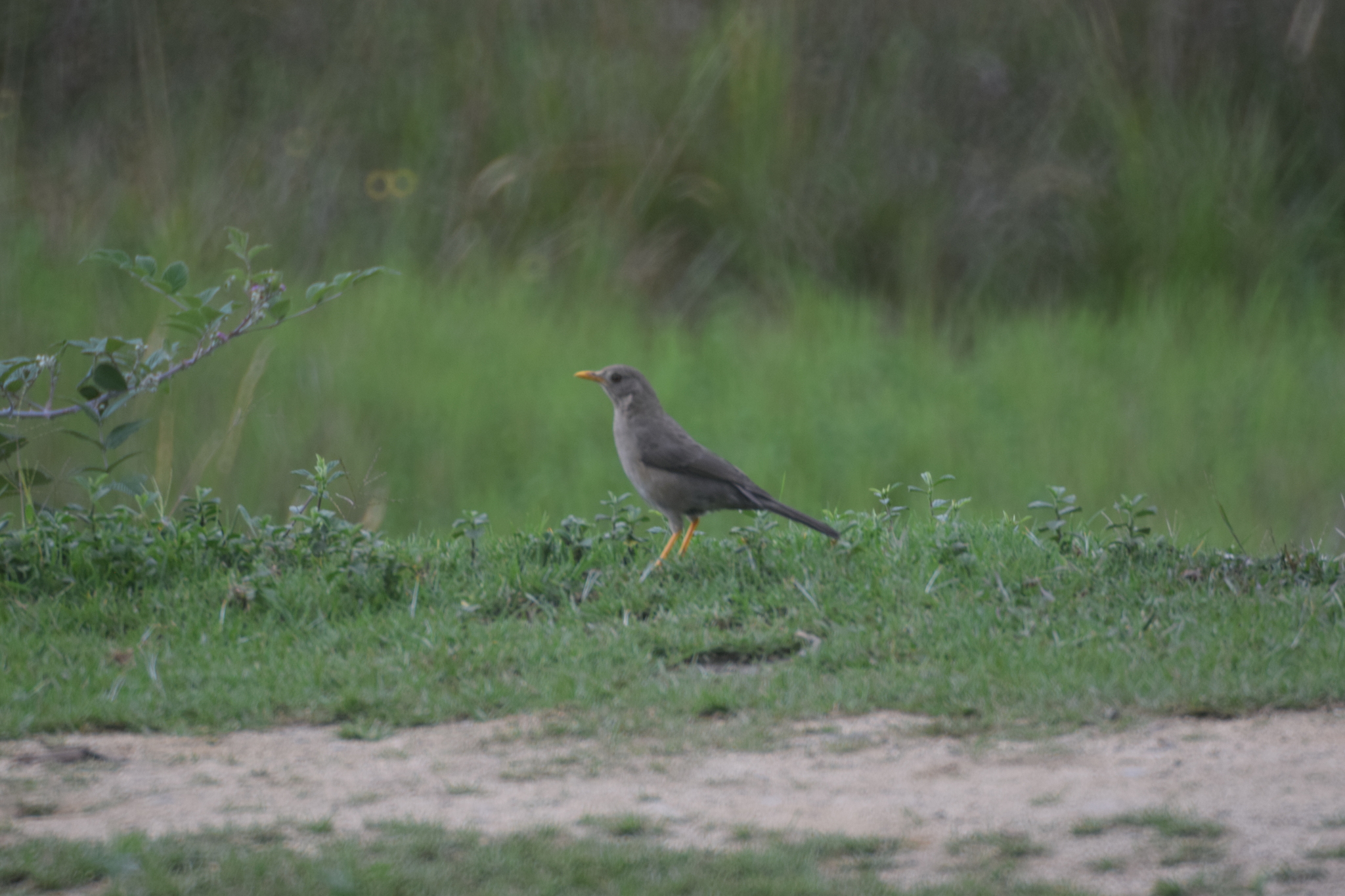 Turdus chiguanco image