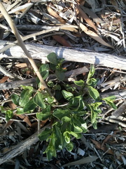 Solanum guineense