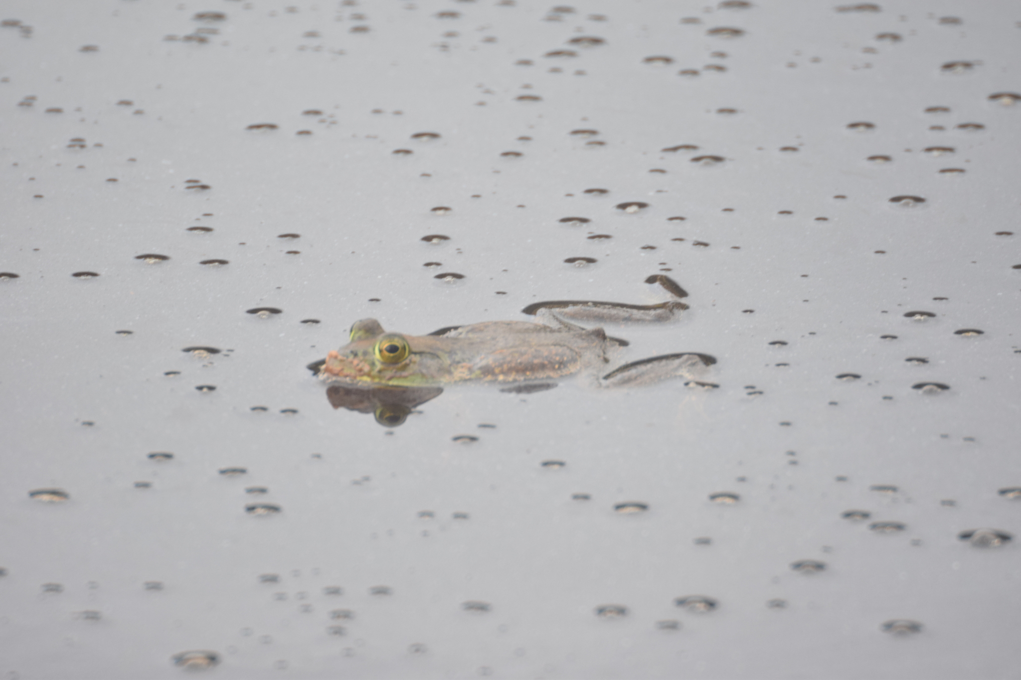 Lithobates catesbeianus image