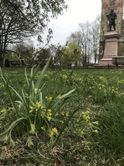 Gagea lutea