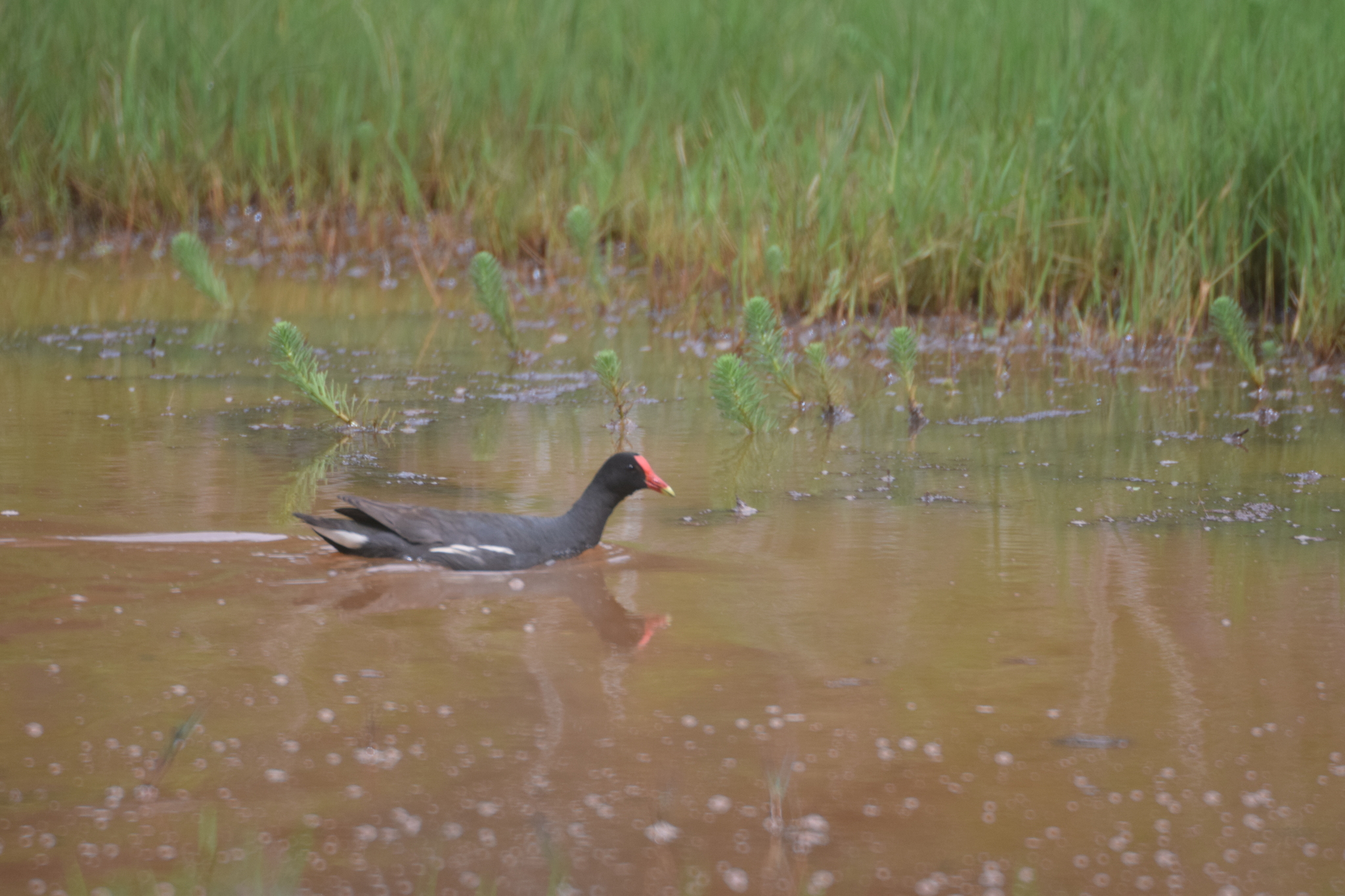 Rallidae image