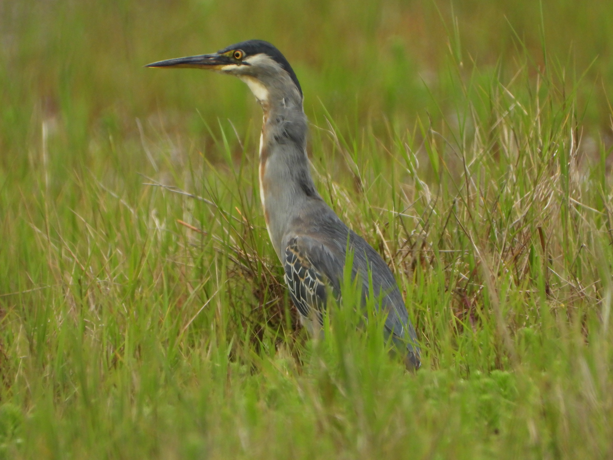 Butorides image