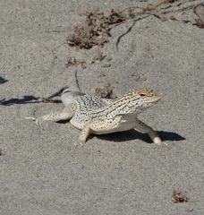 Coachella Valley Fringe-Toed Lizard photo 2