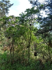 Toxicodendron striatum