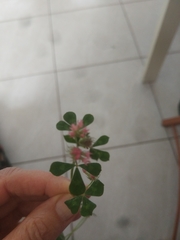 Trifolium eriosphaerum