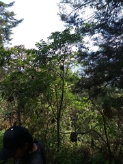 Toxicodendron striatum