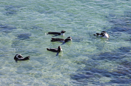African Penguin