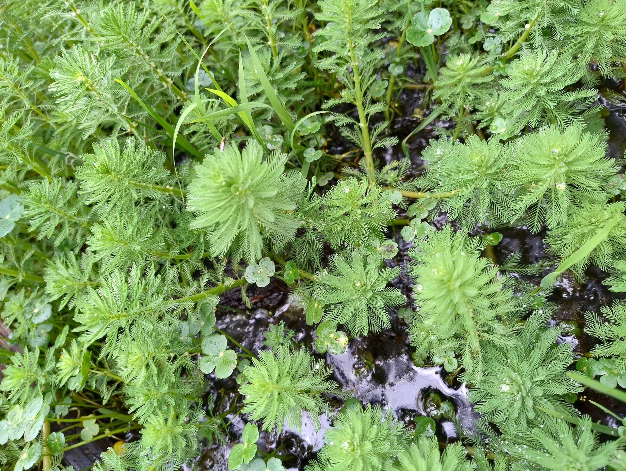 Myriophyllum image