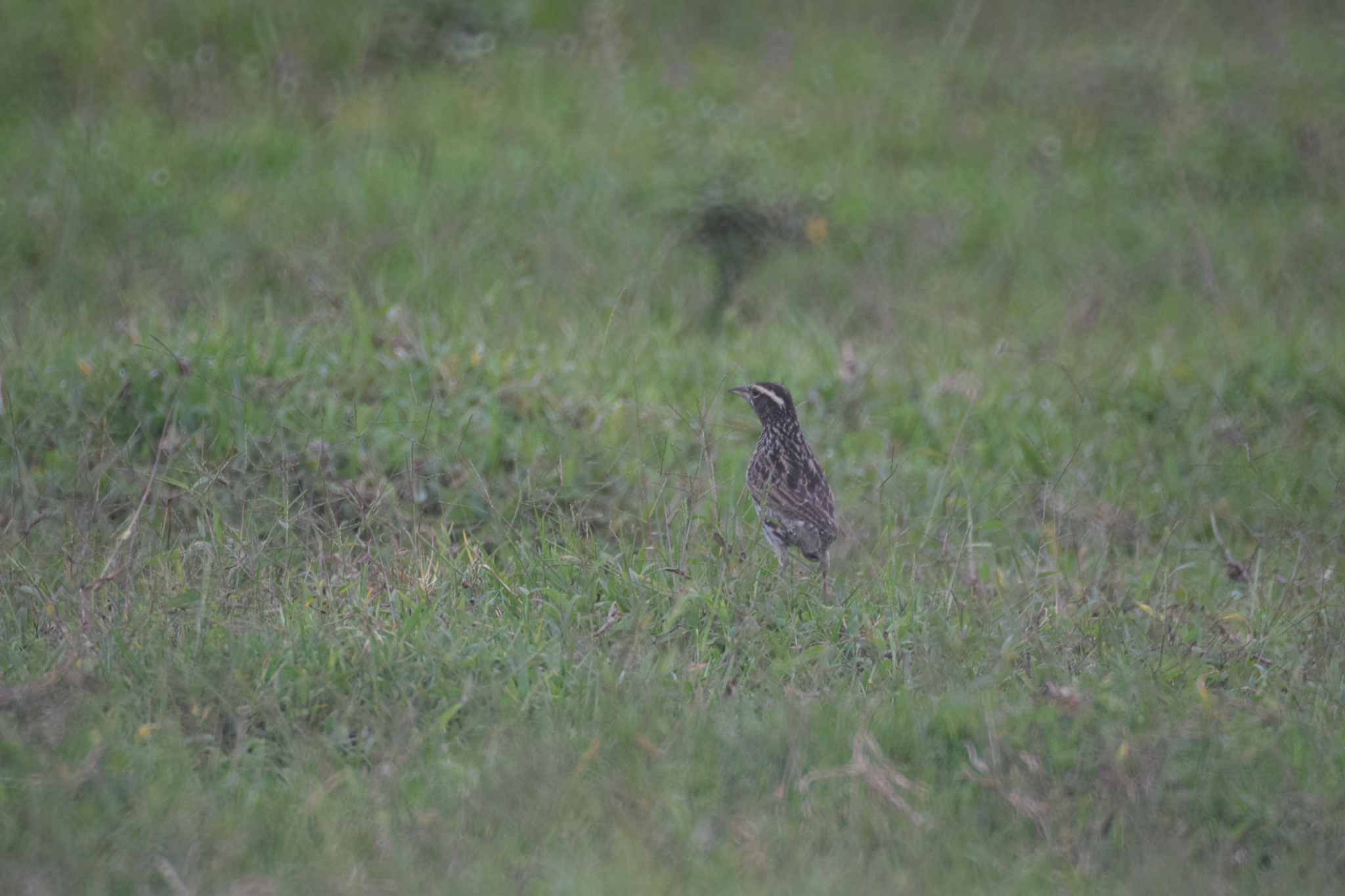 Sturnella bellicosa image