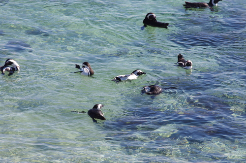African Penguin