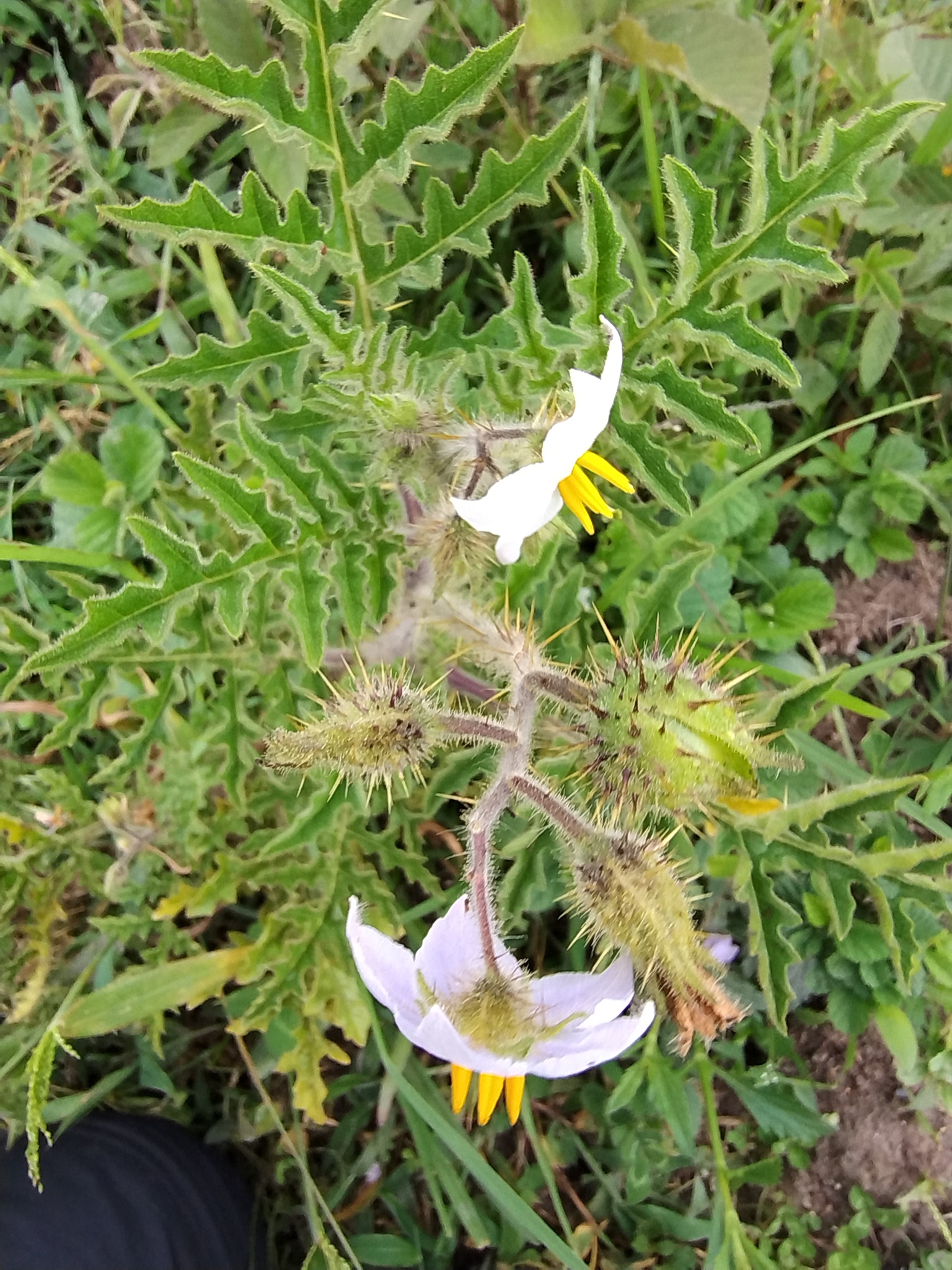 Solanum sisymbriifolium image