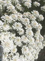 Iberis