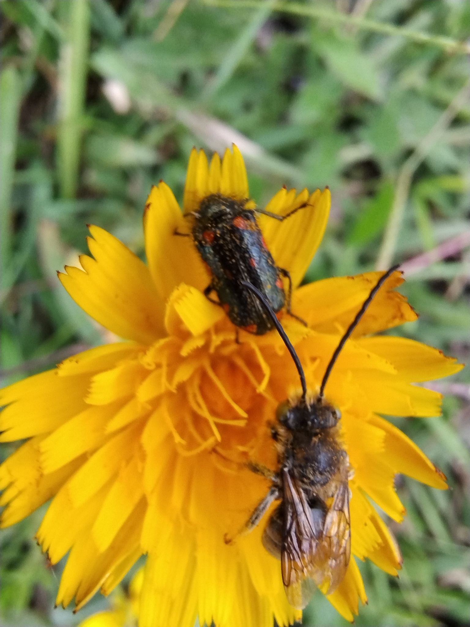 Stylasteridae image