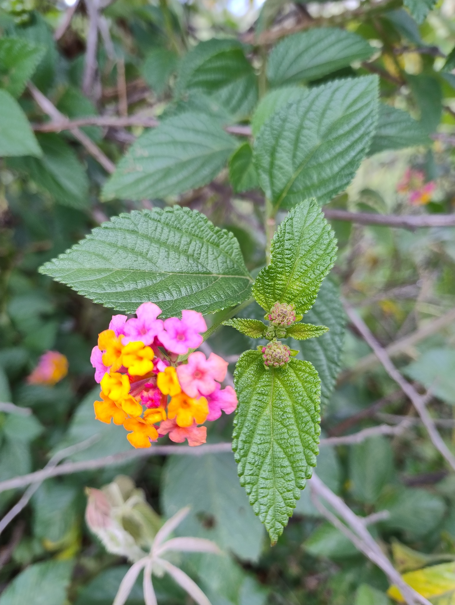 Lantana image