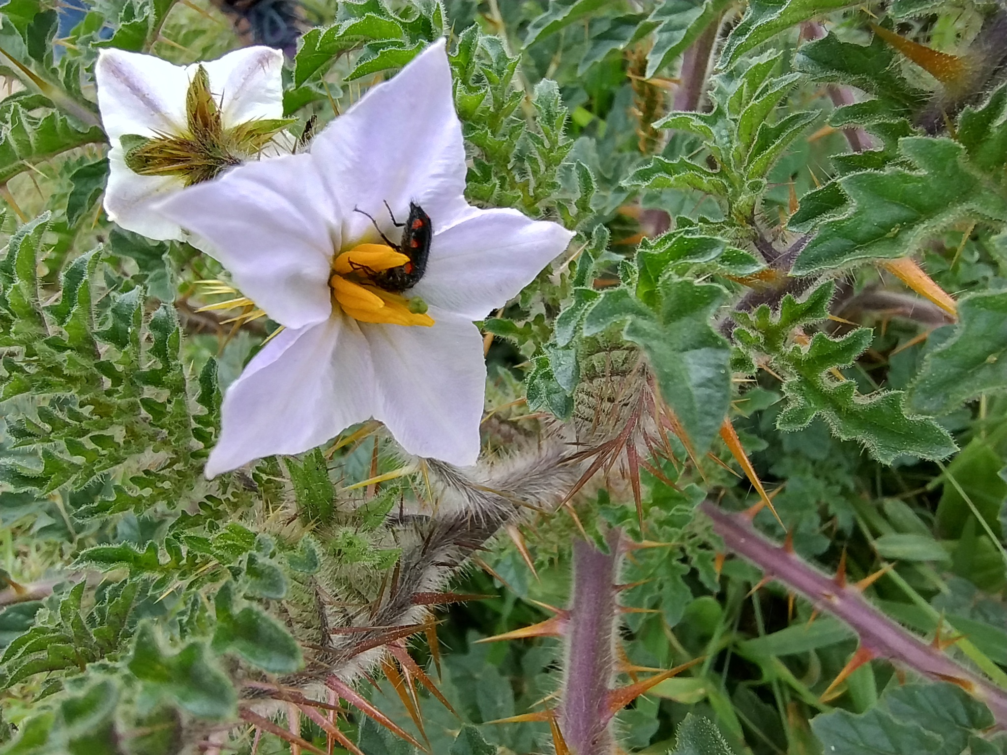 Solanum sisymbriifolium image