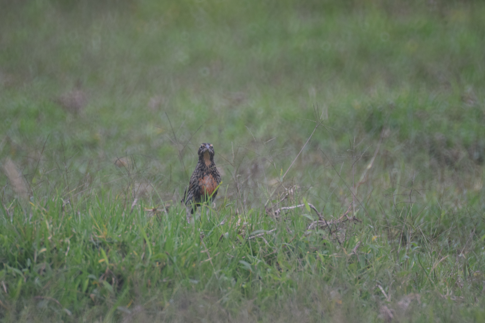 Sturnella bellicosa image