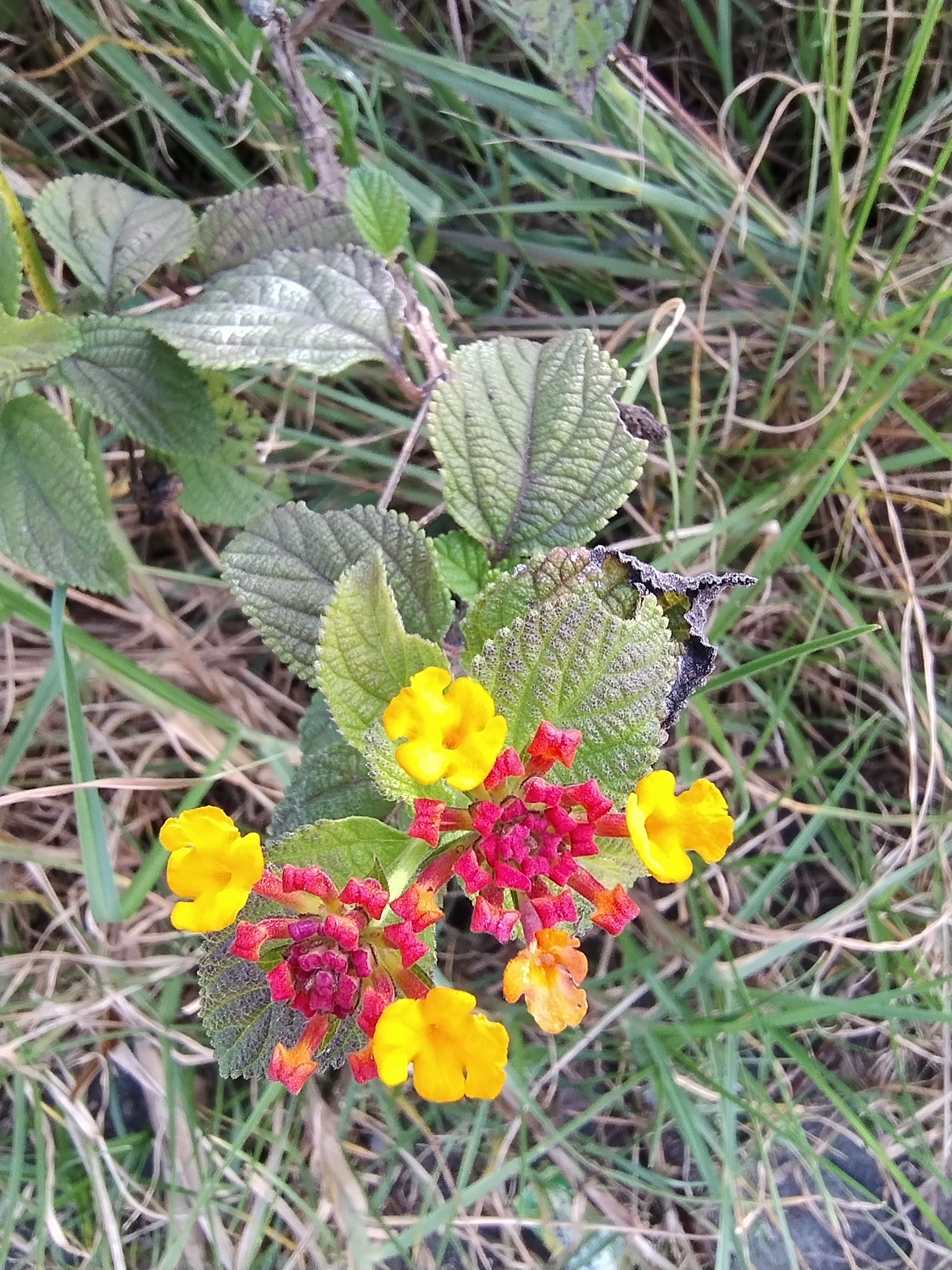 Lantana camara image