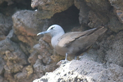Anous stolidus galapagensis