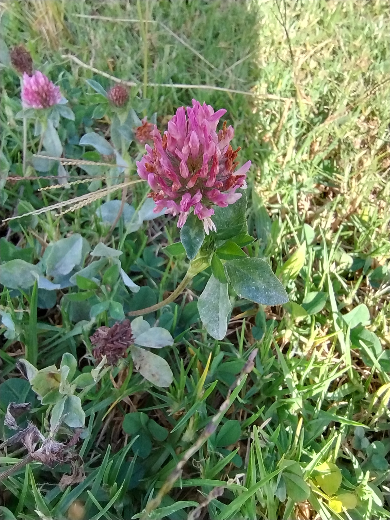 Trifolium pratense image