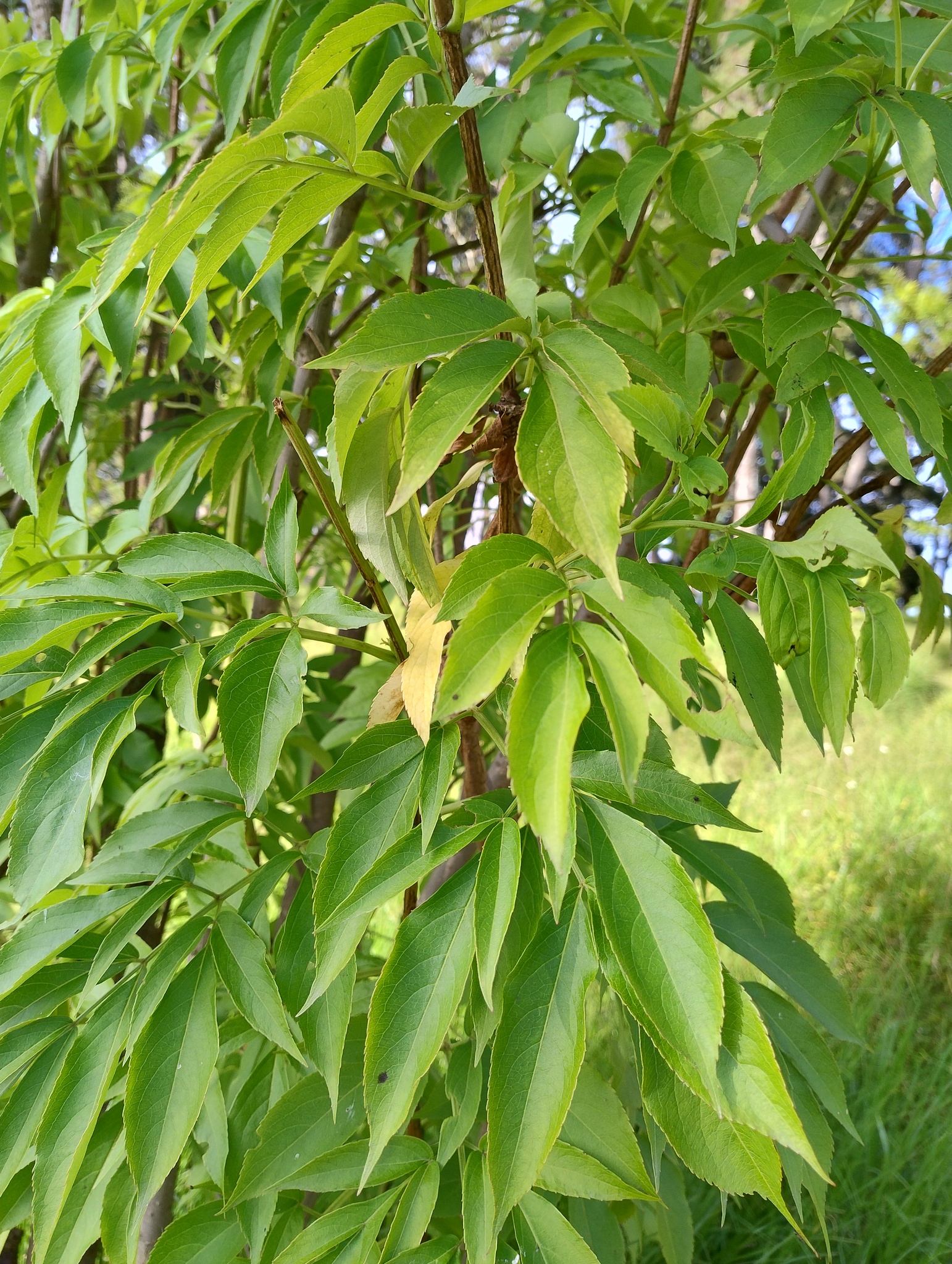 Sambucus image