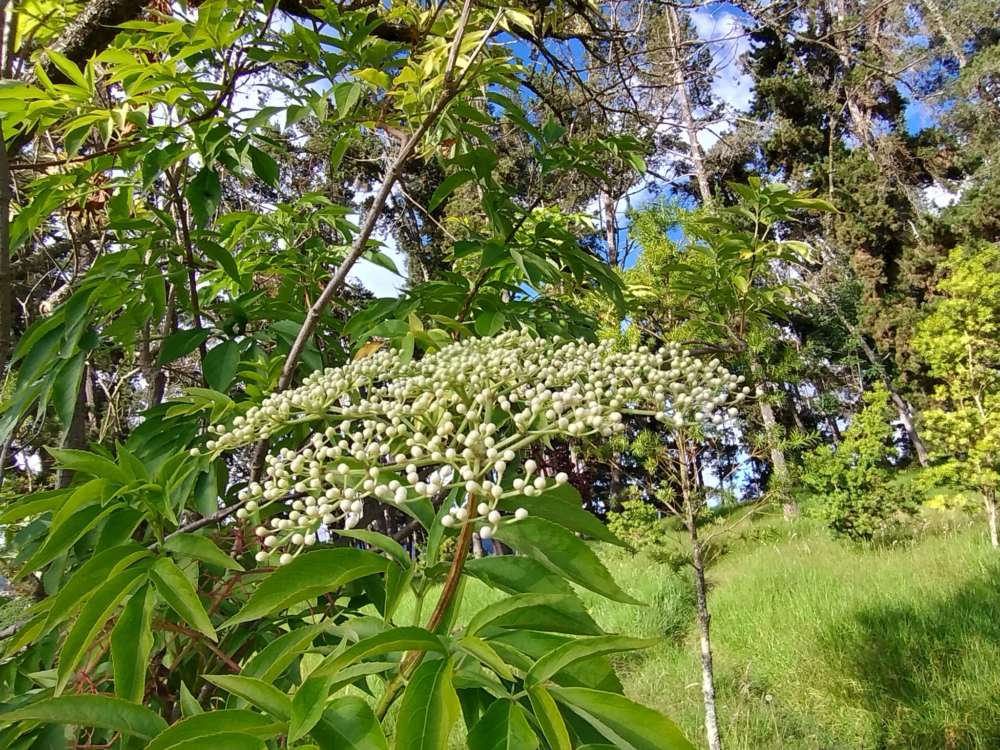 Sambucus nigra image