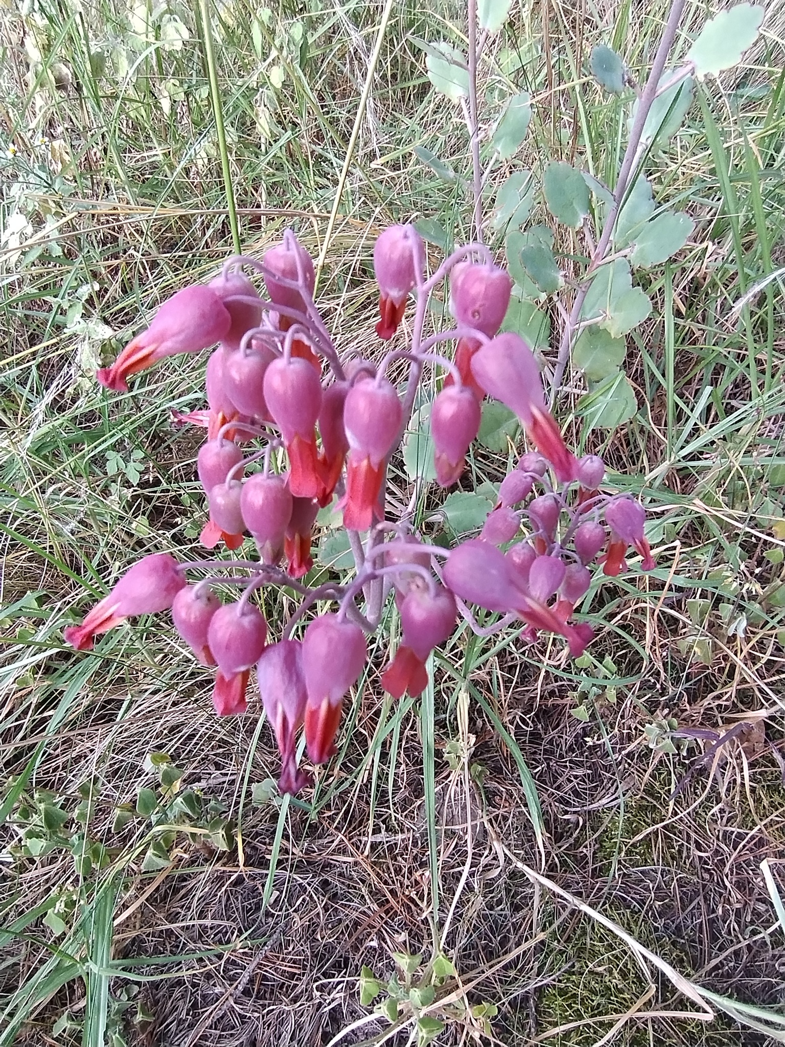 Kalanchoe laxiflora image