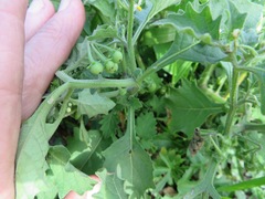 Solanum retroflexum