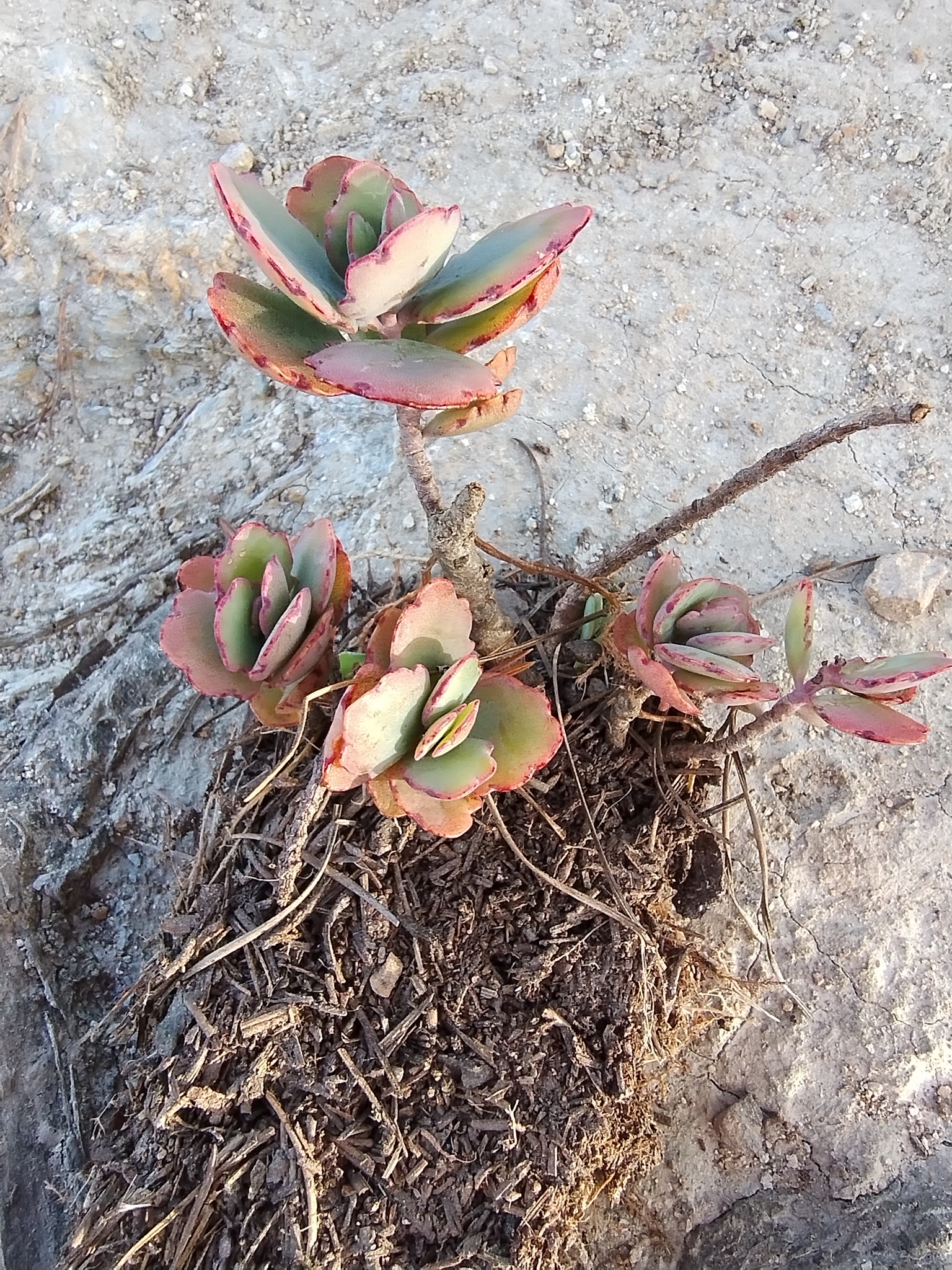 Kalanchoe laxiflora image