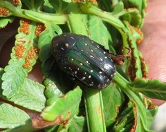 Leucocelis adspersa adspersa