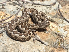 Vipera ammodytes