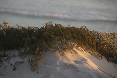 Passerina ericoides