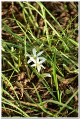 Ornithogalum fimbriatum