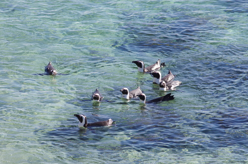 African Penguin