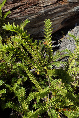 Veronica vernicosa