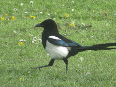 Pica pica