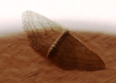 Scopula lactaria
