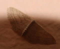 Scopula lactaria