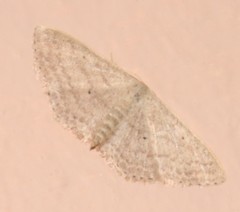 Scopula lactaria