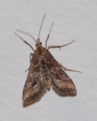 Diasemia monostigma