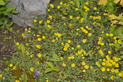 Potentilla