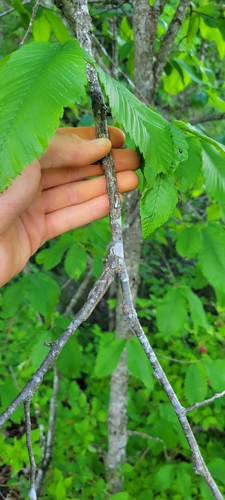 Image of Ulmus thomasii by no rights reserved