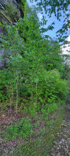 Image of Ulmus thomasii by no rights reserved